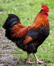 Το λειρί είναι σαρκώδες λοφίο συνήθως κόκκινου χρώματος, το οποίο έχουν στο κεφάλι τους ο κόκορας κι η κότα, καθώς και άλλα πτηνά της ίδιας οικογένειας.