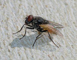 Η οικιακή μύγα είναι έντομο της τάξης των δίπτερων.