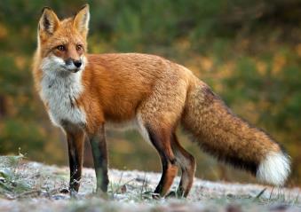 Η αλεπού είναι γένος θηλαστικών, που ανήκει στην οικογένεια Κυνίδες.