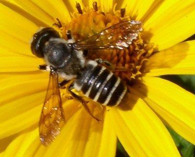 Η μέλισσα είναι έντομο από την τάξη υμενόπτερα, που θεωρείται από όλα