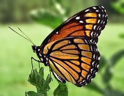Η πεταλούδα είναι έντομο της Τάξης των Λεπιδόπτερων και ανήκει σε μία από τις