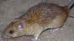 Το ποντίκι στη ζωολογία αναφέρεται σε ένα μικρό ζώο