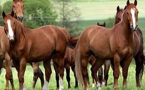 Το άλογο ή ίππος, ποιητικά είναι τετράποδο περισσοδάκτυλο θηλαστικό της οικογένειας των ιππιδών που χρησιμοποιήθηκε από την αρχαιότητα ως μέσο μετακίνησης και αποτέλεσε βασική κινητήρια