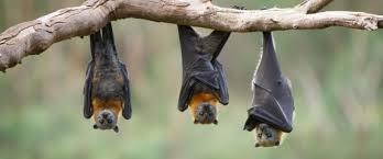 Οι Νυχτερίδες είναι θηλαστικά που σχηματίζουν την τάξη των Χειρόπτερων.