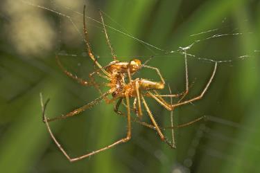 Η αράχνη ανήκει στα Αρθρόποδα και δεν είναι έντομο, καθώς έχει