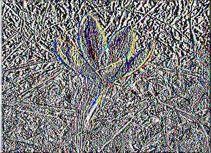 Κρόκος ο ολιβιέρειος (Crocus olivieri): Καλλιεργείται στους βραχόκηπους ή σε μη θερμαινόμενο θερμοκήπιο και παράγει άνθη, χρώματος σκούρο πορτοκαλί, στις αρχές τις Άνοιξης.