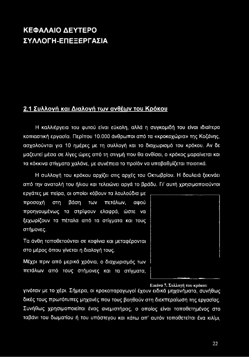 Αν δε μαζευτεί μέσα σε λίγες ώρες από τη στιγμή που θα ανθίσει, ο κρόκος μαραίνεται και τα κόκκινα στίγματα χαλάνε, με συνέπεια το προϊόν να υποβαθμίζεται ποιοτικά.