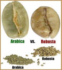 Robusta Η ποικιλία robusta είναι ανθεκτικότερη στις ασθένειες του φυτού από την arabica, λόγω της σχεδόν διπλάσιας ποσότητας καφεΐνης που περιέχει.