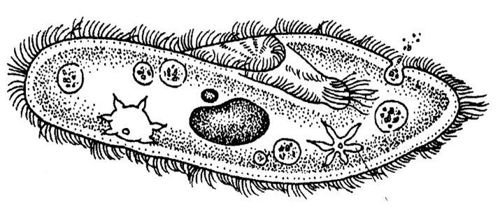 Bergerak balas terhadap rangsangan Pembiakan Habitat 1. Amoeba sp. bergerak ke arah rangsangan yang sesuai seperti makanan dengan menggunakan pseudopodium. 2.