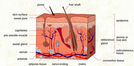 Tisu adipos -Dermis kulit dan -tenaga simpanan, (tersusun padat keliling organ penebat dan dan menyimpan utama.
