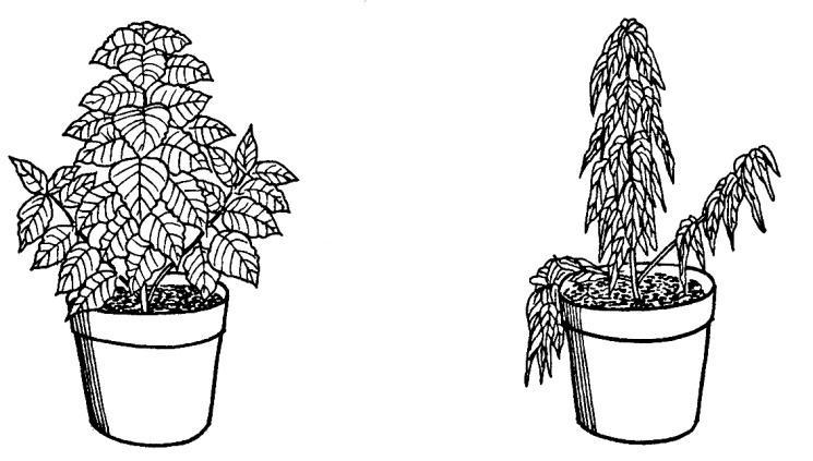 (c) Rajah 2.2 dan Rajah 2.3 menunjukkan keadaan dua pokok yang telah diberi baja. Pokok pada Rajah 2.3 diberi baja secara berlebihan. Rajah 2.2 Rajah 2.3 Terangkan keadaan pokok pada Rajah 2.3. Tumbuhan menjadi layu.