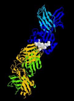 CMH este transmis genetic. Genele CMH sunt situate pe cromozomul 6 la om, locus numit HLA (Human Leukocyte Antigen).