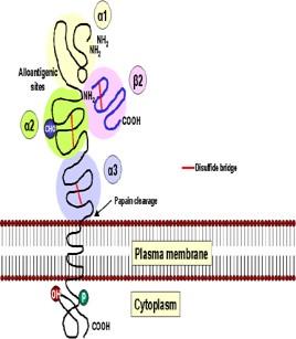 Structura tridimensională a moleculei duce la formarea unei cavităţi, la fundul căreia se află receptorii care vor interacţiona cu peptide antigenice proprii sau străine.