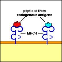 Moleculele CMH de clasa I sunt exprimate pe toate celulele nucleate ale organismului. CMH I recunoaste si interacţionează cu receptorul CD8 de pe T-limfocite.
