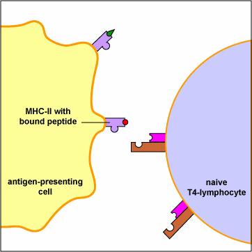 Prezentarea Ag limfocitelor T. Ag este prezentat receptorului TCR sub formă de peptide asociate moleculelor CMH de clasa I sau II de pe CPA.