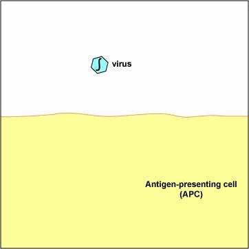 Aceste peptide din 9 AA sunt prezentate în asociaţie cu moleculele CMH de clasa I de pe macrofage, celule dendritice, dar şi de pe suprafaţa tuturor celulelor nucleate