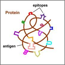 Epitopul proteic este constituit din câţiva aminoacizi (AA).