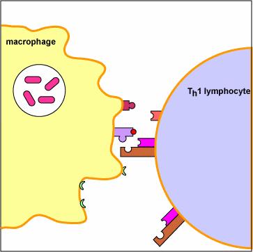 -Unii markeri (receptori) de suprafaţă definesc 2 varietăţi principale de LT: limfocitele T CD4+ şi TCD8+ - CD4 exprimat pe 60% din TL.