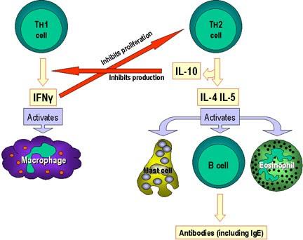 Limfocitele TCD4 (T4) au funcţia de coordonator central al răspunsului imun şi la activare se diferenţiază în subpopulaţia de Thelper (Th). Th acţionează prin producerea citokinelor.