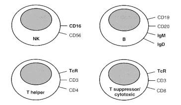 CELULELE PREZENTATOARE DE ANTIGEN (CPA) BL recunosc direct prin intermediul BCR epitopi antigenici conformaţionali solubili sau fixaţi pe membrane celulare.