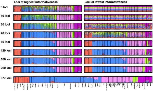 Ancestry Informative Markers Inferred population structure with five clusters, based on