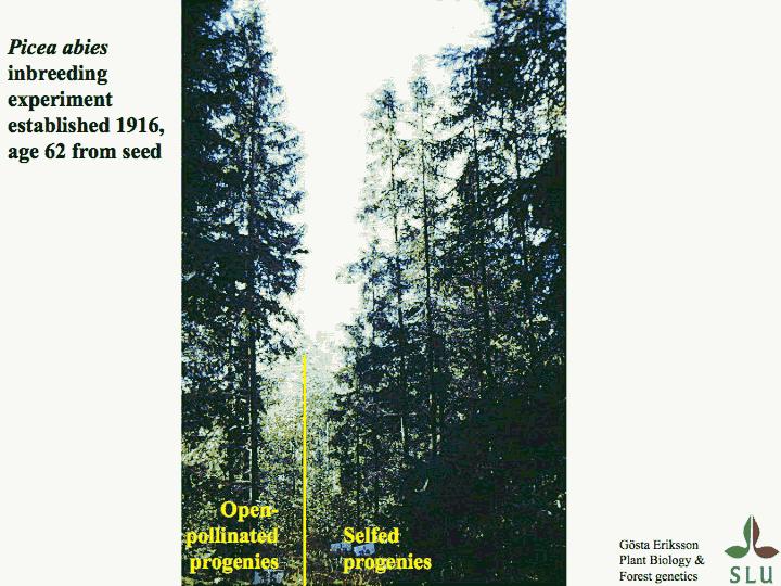 Αυτόεπικονίαση στην ερυθρελάτη Σε πείραμα σύγκρισης απογόνων ερυθρελάτης (Picea abies), οι απόγονοι που προέρχονται από σταυρογονιμοποίηση έχουν φυσιολογική