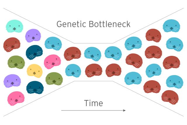 Γενετική στενωπός (bottleneck) Συμβαίνει όταν ένας πληθυσμός μειώνεται απότομα σε μέγεθος και στη συνέχεια ανακάμπτει Η γενετική ποικιλότητα