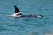 Το acutorostrata προέρχεται από τους λατινικούς όρους acutus και rostrum (= οξύ