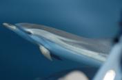 Ειδικές επισηµάνσεις: Ο όρος Delphinus είναι λατινικός και σηµαίνει δελφίνι, ενώ το delphis προέρχεται από την αρχαία ελληνική λέξη "δελφύς" όπου σηµαίνει "µήτρα" δηλαδή "ψάρι µε µήτρα".