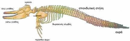 Οι οικογένειες Platanistidae και Iniidae περιλαµβάνουν δελφίνια ποταµών: Platanista minor (Ινδός), Lipotes oexillifer (Κίτρινος), Inia geoffrensis (Αµαζόνιος).