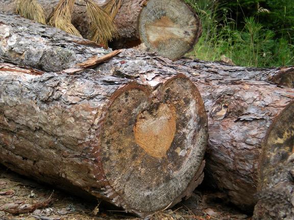Δυσάρεστες είναι οι ειδήσεις που έρχονται για την Ένωση Δασικών Συνεταιρισμών Καλαμπάκας ΣΥΝ. Π.Ε.