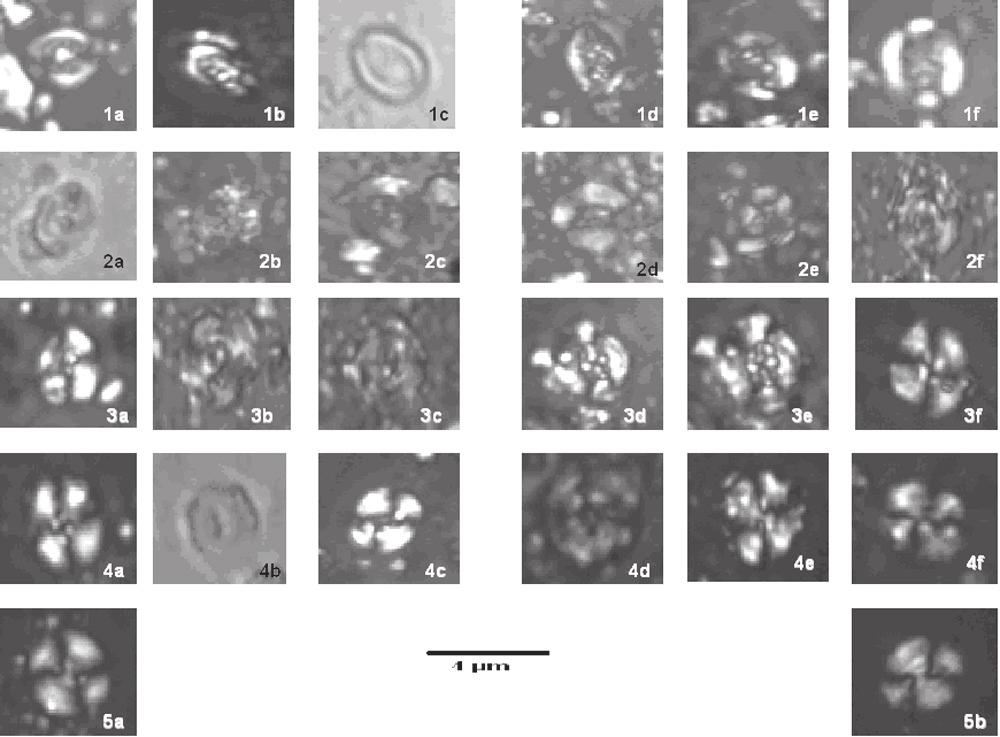 Bulletin of the Geological Society of Greece, vol. XXIX/I, 126-132 Fig. 3.