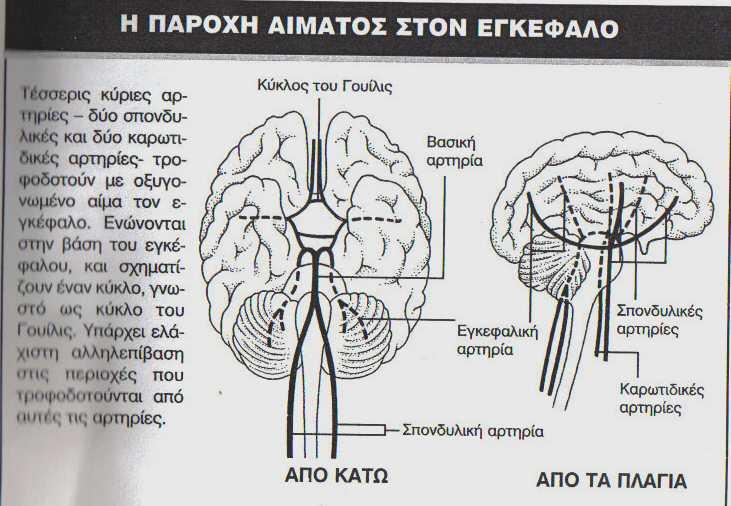 Ο εγκέφαλος αιµατώνεται από δύο καρωτίδες και δυο σπονδυλικές αρτηρίες. Η σταθερή ροή του εγκεφάλου ρυθµίζετε µε διάφορους εξισορροπιστικούς µηχανισµούς.