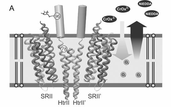 Site directed spin labeling (SDSL) SDSL metoda je uporabna zlasti za študij (trans)membranskih proteinov, ki jih ne moremo kristalizirati ali pa so preveliki za študij z NMR.