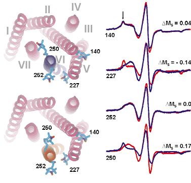 Primer: Rodopsin Aktivacija rodopsina s svetlobo: