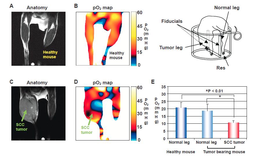 EPR Imaging Magnetic Resonance Insights