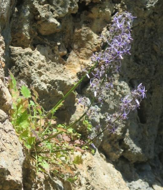 Petromarula