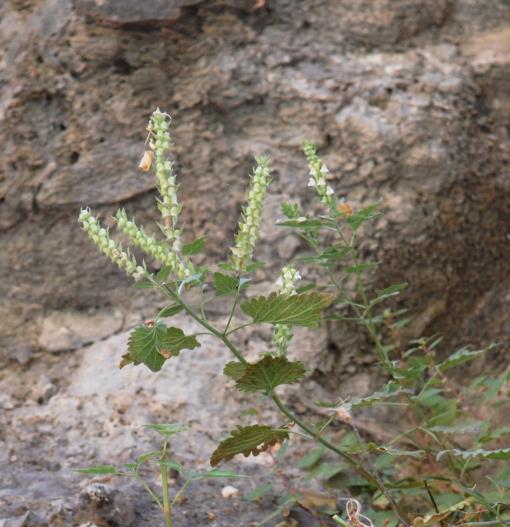 Sanguisorba
