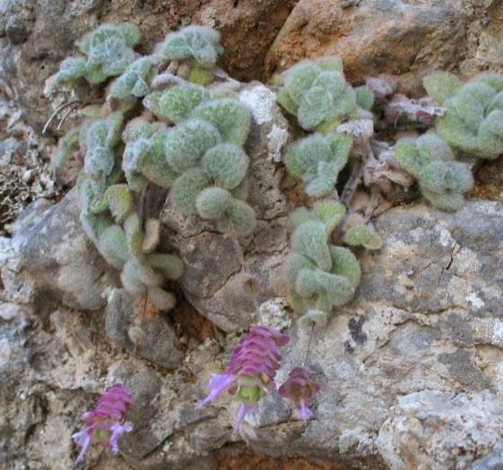 Scutellaria