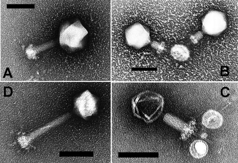 Φωηνγξαθία ηωλ κπνηώλ Prochlorococcus P-SSM2 θαη