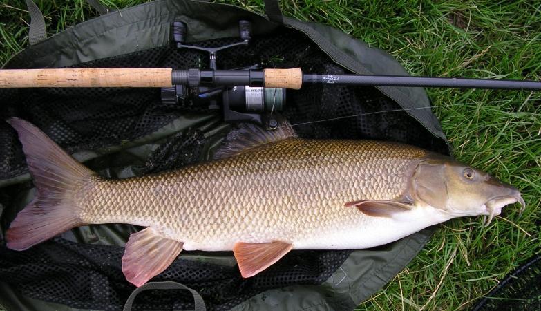 Πέζηνμθα δ ημζκή (Salmo trutta) Σοθζκάνζ (Leuciscus