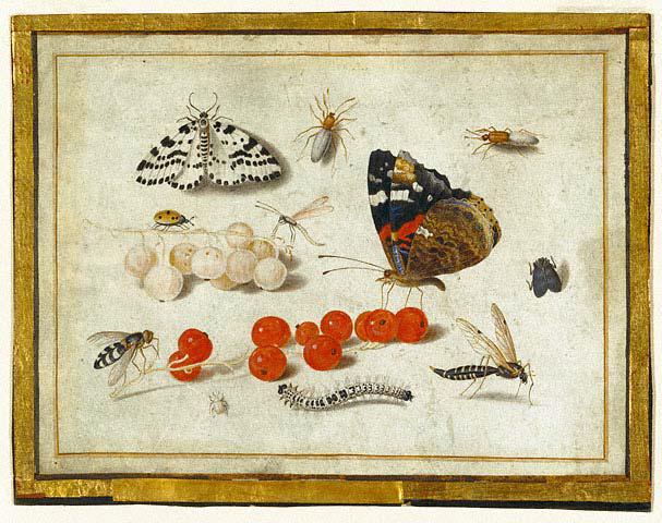Прилог 19: Јан ван Кесел Фламански, Лептир, гусеница, мољац, инсекти и рибизле, 1650 1655, гваш и браон мастило преко скице