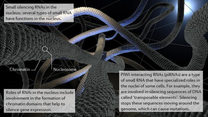 Kratke dvoverižne RNA v jedru pirna RNA, ki interagirajo s PIWI: te RNA se vežejo na proteine Argonat, imenovane PIWI.