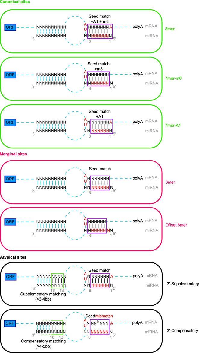 Kategorije tarčnih mest Standardna mesta 7-8nt komplementarnost na 5 koncu mirna (6 seed mest in mesta 1 in/ali 8).