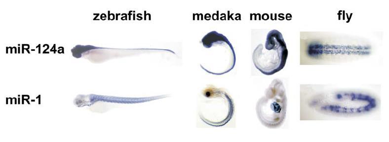 Kako odkrijemo mirna gene? Biološki pristop Kloniranje malih mirna in identifikacija novih.