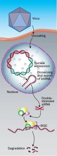 Rekombinantni virus izraža RNA v obliki kratkih lasnic (shrna) shrna se veže