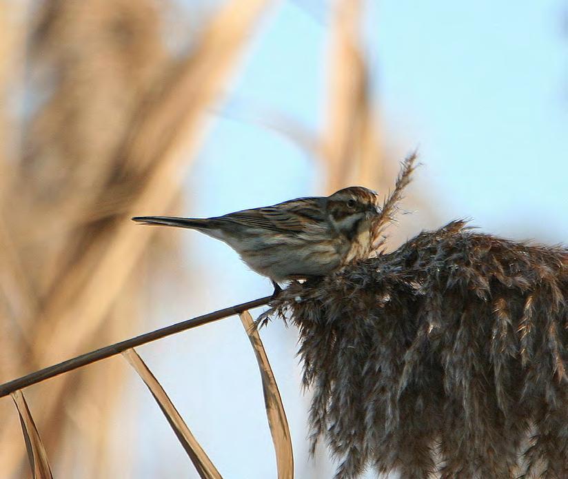 Τάξη: Passeriformes (Στρουθιόµορφα) Οικογένεια: Emberizidae (Τσιχλόνια) Είδος: Emberiza schoeniclus (Καλαµοτσίχλονο) Γνωρίσµατα: Έχει το ίδιο περίπου µέγεθος (15εκ.