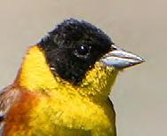 Τάξη: Passeriformes (Στρουθιόµορφα) Οικογένεια: Emberizidae (Τσιχλόνια) Είδος: Emberiza melanocephala (Αµπελουργός, Κρασοπούλι) Γνωρίσµατα: Έχει µέγεθος (16-17εκ.