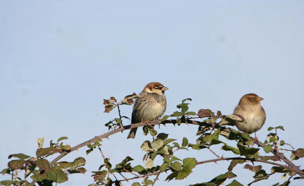 Τάξη: Passeriformes (Στρουθιόµορφα) Οικογένεια: Passeridae (Σπουργίτια) Είδος: Passer hispaniolensis (Χωραφοσπουργίτης) Γνωρίσµατα: Έχει το ίδιο µέγεθος (14εκ.