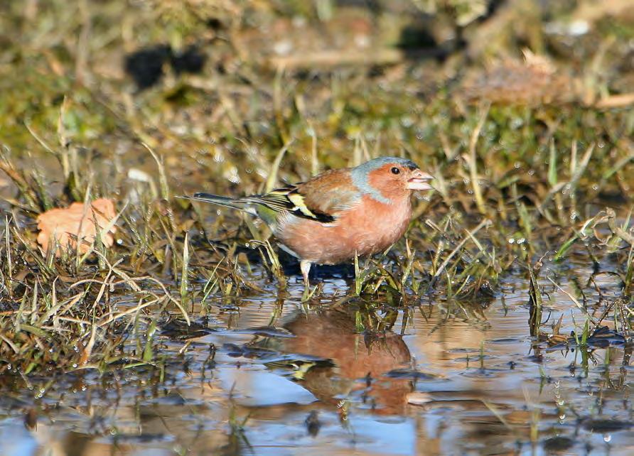 Τάξη: Passeriformes (Στρουθιόµορφα) Οικογένεια: Fringillidae (Σπίζες) Είδος: Fringilla coelebs (Σπίνος) Γνωρίσµατα: Είναι ωδικό πουλί µε µέγεθος 15εκ.